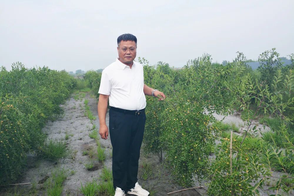 深耕药食同源赋能乡土振兴 吕吉山策划红色公益 助力晋商酸枣产业出圈(图7) 深耕药食同源赋能乡土振兴 吕吉山策划红色公益 助力晋商酸枣产业出圈(图7)