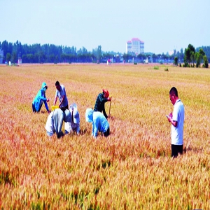 田块大了 效益好了